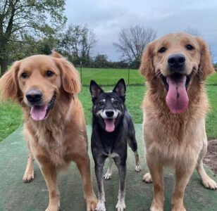 Sweet Paws Retreat
